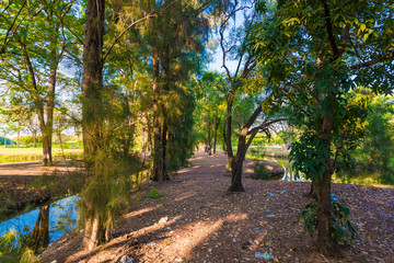Naklejka premium Public park with green tree