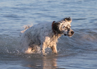 Dog at beach