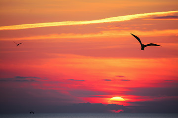 Plakat bird silhouettes at sunset