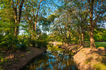 Beautiful park tree with green lawn and pond