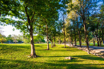 Summer park, trees