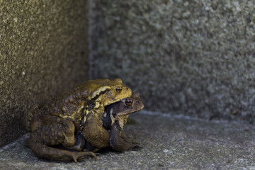 アズマヒキガエル