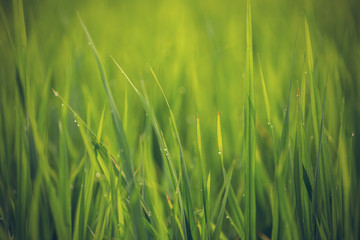 close up of morning dew on rice field - Vintage effect style pic