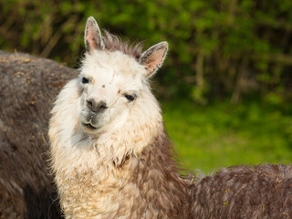 Alpaca portrait cute animal from South America