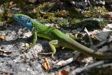 Lacerta viridis