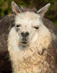 Alpaca cute animal with smiley face