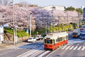 Fototapeta na wymiar 電車と桜