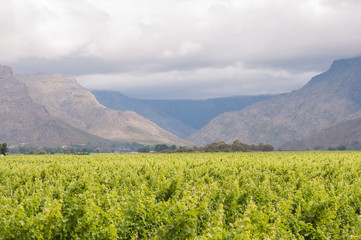 View accross vineyards to the Hawequas Mountains