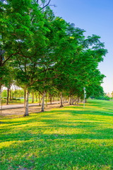 Summer park, trees