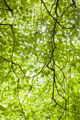 Fototapeta premium Green Leaves in St Stephans Green, Park, Dublin