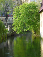 Fototapeta na wymiar Odbicie drzewa w rzece