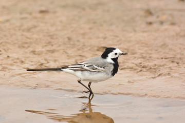 ballerina bianca (Motacilla alba) in piumaggio estivo