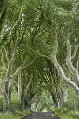 Dark Hedges, County Antrim