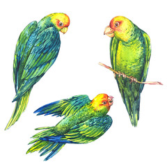 Watercolor Green Parrot on White Background