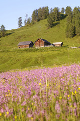 Fototapeta na wymiar Österreich, Alpine Lodge in Wiese