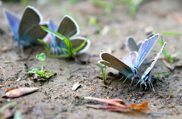 blue butterfly