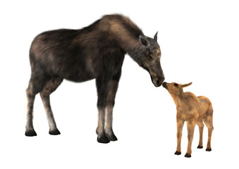 Female Moose and Calf