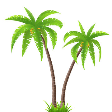 Two coconut palm trees on white background