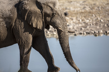 Fototapeta premium Elephants