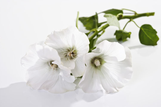 Wilde Malve (Malva sylvestris)