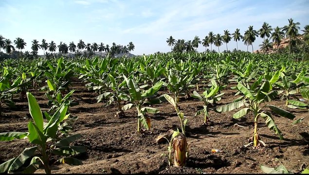 Banana Fields in India