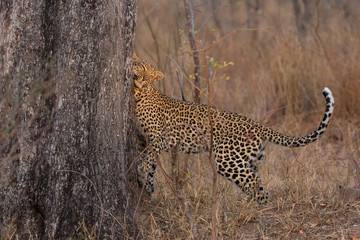 Lone leopard marking his territory on tree to keep others out