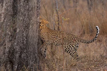 Fotobehang Eenzame luipaard die zijn territorium afbakent in een boom om anderen buiten te houden © Alta Oosthuizen
