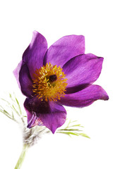 Gewöhnliche Kuhschelle (Pulsatilla vulgaris)