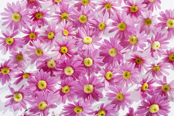 Fototapeta na wymiar Chrysanthemen, formatfüllend