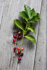 Kaffeepflanze (Coffea arabica), Blätter und Steinfrüchte