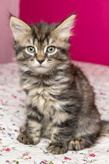 Obraz premium small fluffy kitten sitting on a bed. Siberian breed