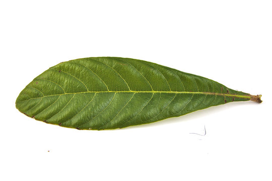 Closeup of single loquat leaf on a white background