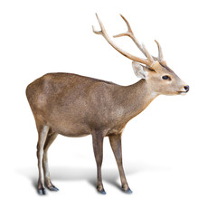 Obraz premium Eld deer isolated