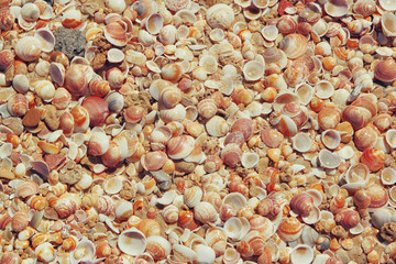 Top view of shells collection on the sand