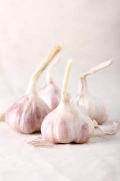 organic garlic
