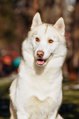 husky portrait