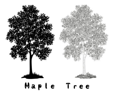 Maple Tree Silhouette, Contours and Inscriptions
