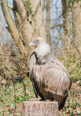 Gänsegeier hält Ausschau