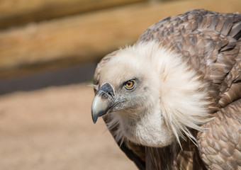 Portrait Gänsegeier