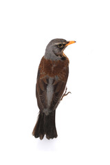 thrush