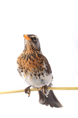 thrush