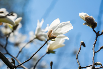 White Magnolia Flowers In Spring Against Blue Sky