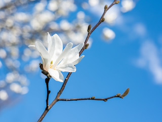 White Magnolia Flowers In Spring Against Blue Sky