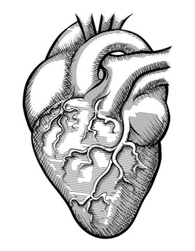 Vector human heart