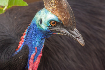 Cassowary - the largest bird in Australia