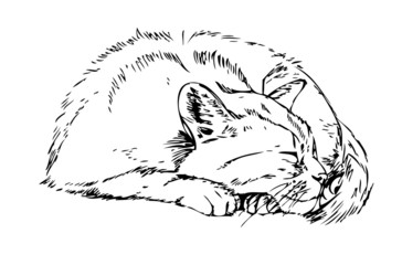 sleeping cat. Sketch