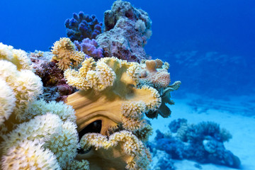 Plakat coral reef with coral sarcophyton in tropical sea, underwater