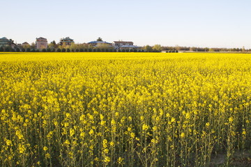 Fototapeta premium Campo di colza