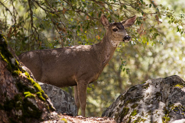 Black-Tailed Deer in Yosemite National Park