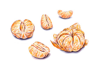 Ripe watercolor peeled tangerines. Set for design.